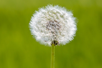 A close up of a dandelion seed head  against a green background