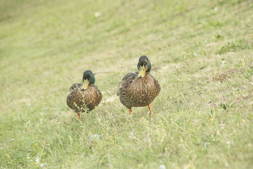Ducks in a pond