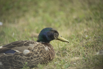 Ducks in a pond