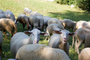 Chewing Sheeps at a meadow in the Vercors, France
