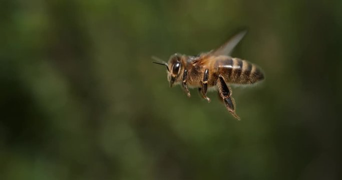 European Honey Bee, apis mellifera, Bee in Flight, Normandy, Slow motion 4K