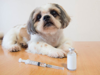 Nice dog preparing for vaccine injection with medical vial and syringe on wood table at veterinary...
