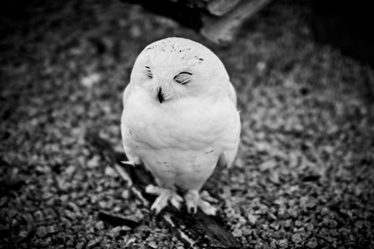 Schneeeule