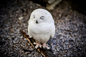 Schneeeule