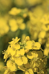 Obraz premium 菜の花畑