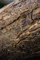 Natural Wooden texture