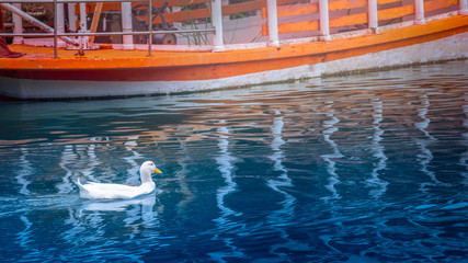 A white duck on a river with orange boat.
