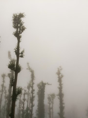 Dreaming trees in haze