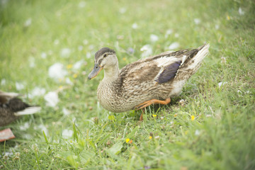 Ducks in a pond
