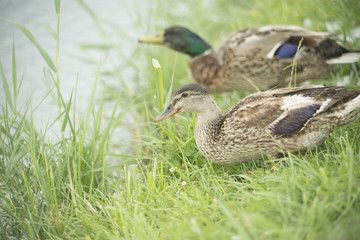 Ducks in a pond