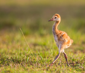 Sandhill crane chick camera right.