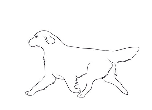 dog running, lines, vector
