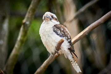 Vogel