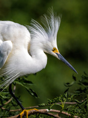 Snowy white egret with breeding feathers raised.tif