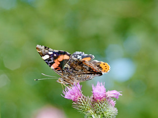 Butterfly drinks nectar from a flower.