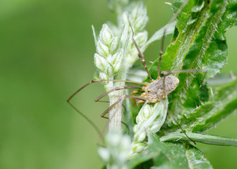 Spider sitting on the grass.