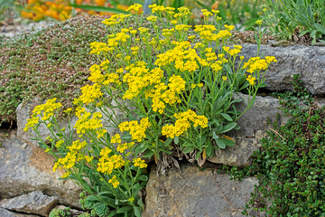 Rockery with yellow flowers © manfredxy