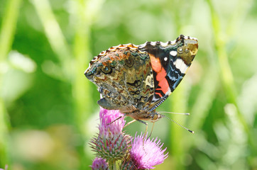 Butterfly drinks nectar from a flower.