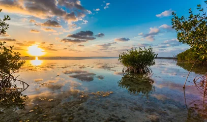 Foto op Canvas Beautiful mangrove swamp at sunset in Florida Keys. © Jo