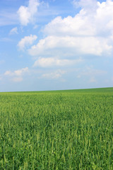 Spikes of wheat in the field