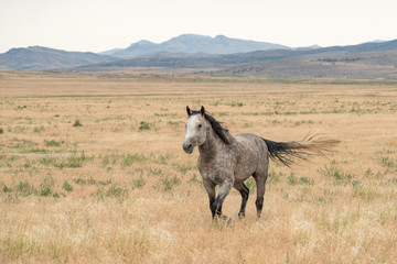 Wild horse trotting