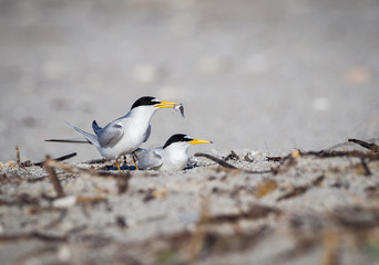 Least terns in mating ritual, with male presenting offering.