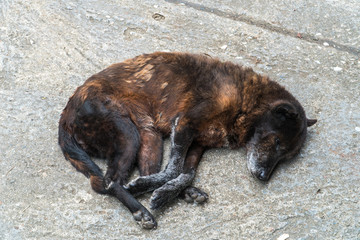 Stray dog asleep on the cement background.