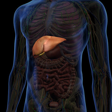 Male Internal Anatomy of Chest and Abdomen with Liver Highlighted