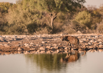 Tüpfelhyäne im Etosha NP