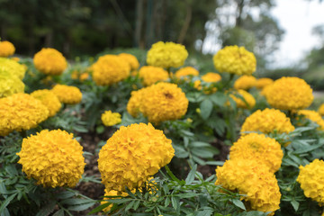 Colorful flower in the garden