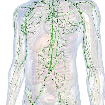 Lymphatic System Internal Anatomy in Male Chest and Abdomen