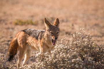 Kojote im Etosha NP