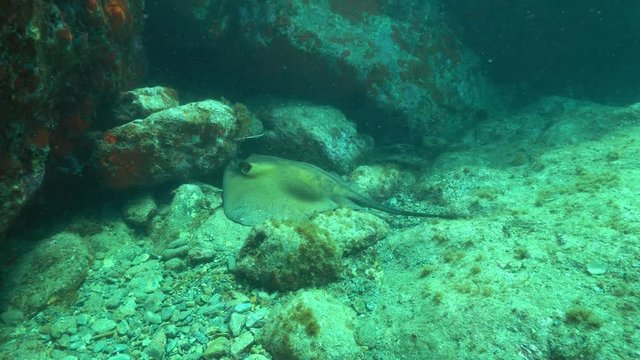 A stingray Dasyatis pastinaca on a rocky seabed in the Mediterranean sea, underwater scene, marine reserve of Cerbere Banyuls, Pyrenees-Orientales, Roussillon, France
