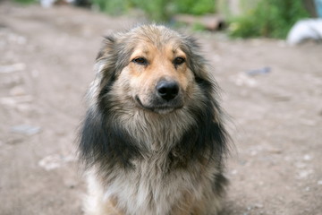 Portrait of a pretty fluffy dog on a dirt road background.