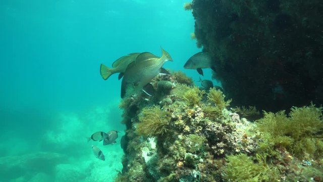 Brown meagre fish with sea bream underwater in the Mediterranean sea, marine reserve of Cerbere Banyuls, Pyrenees-Orientales, France
