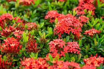 Beautiful Red spike flower,King Ixora blooming (Ixora chinensis) and green leaves. spike flower in the garden with natural background.