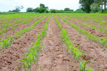 Young green corn field landscape