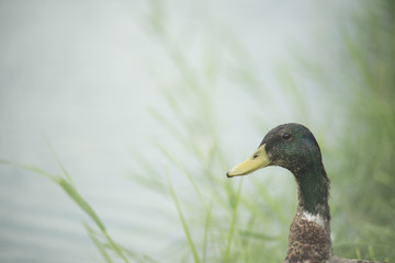 Ducks in a pond