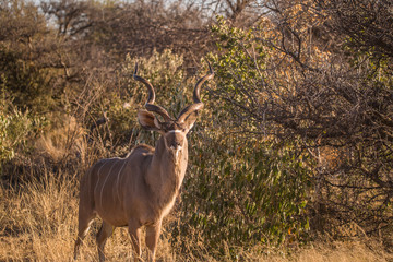 Kudu in Etosha