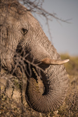 elefant at etosha