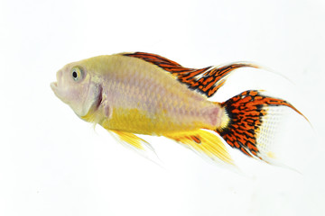 Aquarium fish isolated white backgrund