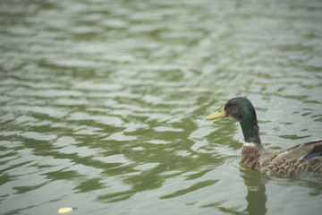 Ducks in a pond