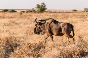 Gnu im Etosha NP