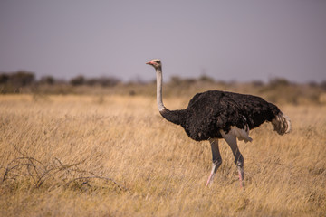 Naklejka premium Strauss im Etosha NP