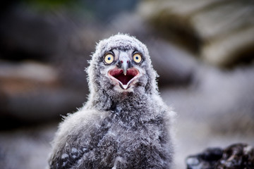Schneeeulenküken © Olivia