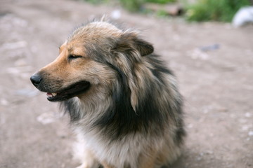 The muzzle of a pretty fluffy dog looking to the side, against the backdrop of a dirt road.