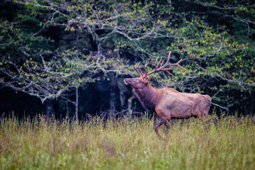 Male bull elk sniffs the air for scent during rut in Autumn.