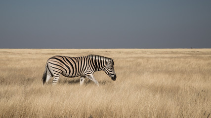 Obraz na płótnie Canvas Zebra in Etosha