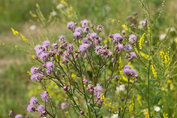 Obraz premium A flowering bush of pink sows (Cirsium arvense) in a natural environment, among wildflowers.