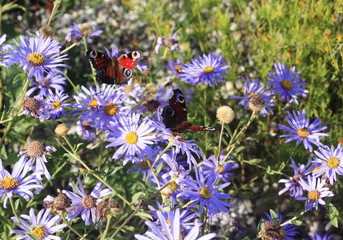 Beautiful butterflies on flowers